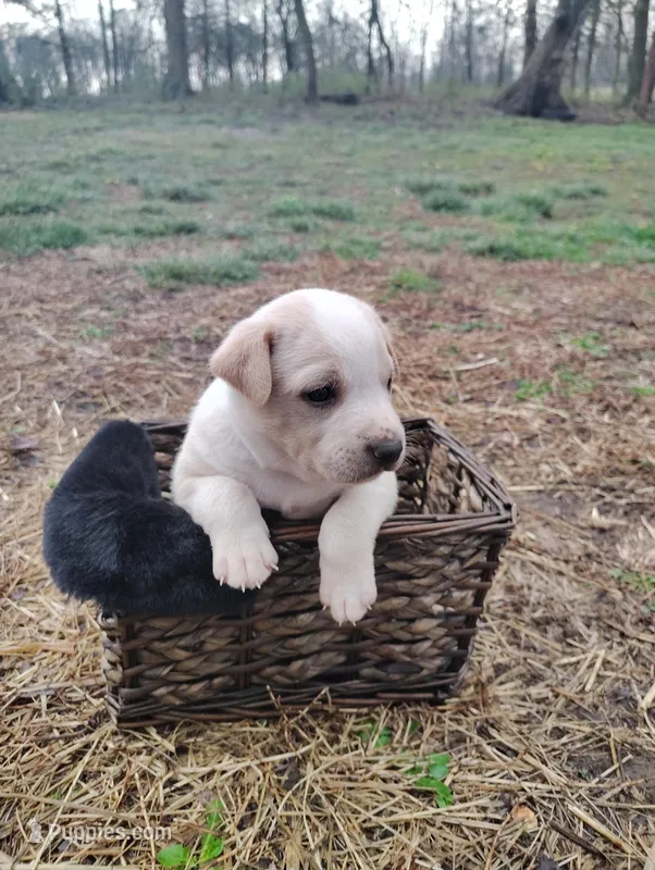 Puppy 2 – English Shepherd, Treeing Feist puppy for sale in Versailles, MO