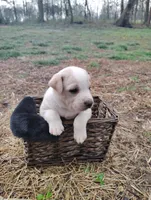 Puppy 2, a male English Shepherd and Treeing Feist for sale in Versailles, MO – Photo 1 of 2