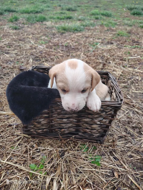 Puppy 3 – English Shepherd, Treeing Feist puppy for sale in Versailles, MO