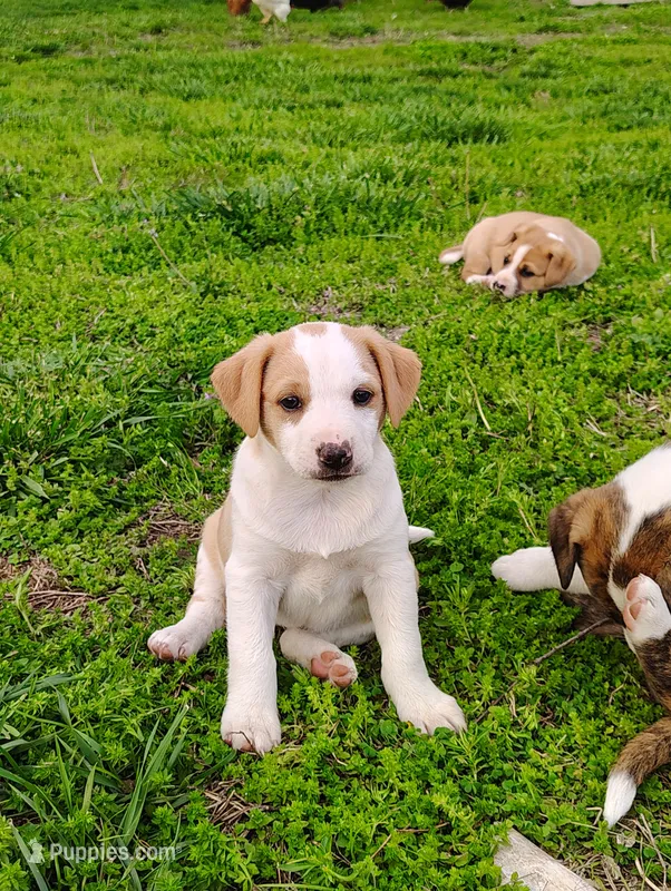 Puppy 3 – English Shepherd, Treeing Feist puppy for sale in Versailles, MO