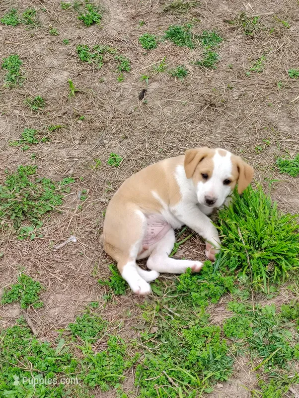Puppy 3 – English Shepherd, Treeing Feist puppy for sale in Versailles, MO