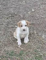 Puppy 3, a female English Shepherd and Treeing Feist for sale in Versailles, MO – Photo 2 of 3