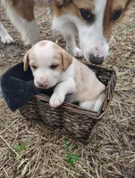 Puppy 3, a female English Shepherd and Treeing Feist for sale in Versailles, MO – Photo 3 of 3