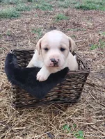 Puppy 1, a male English Shepherd and Treeing Feist for sale in Versailles, MO – Photo 2 of 2