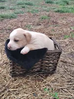 Puppy 1, a male English Shepherd and Treeing Feist for sale in Versailles, MO – Photo 1 of 2
