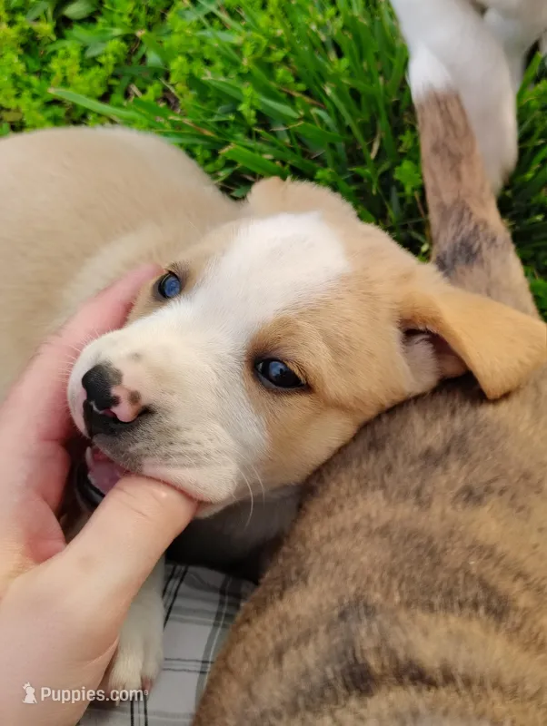 Puppy 1 – English Shepherd, Treeing Feist puppy for sale in Versailles, MO