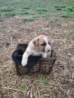 Puppy 4, a female English Shepherd and Treeing Feist for sale in Versailles, MO – Photo 4 of 4
