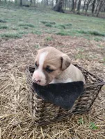 Puppy 4, a female English Shepherd and Treeing Feist for sale in Versailles, MO – Photo 3 of 4