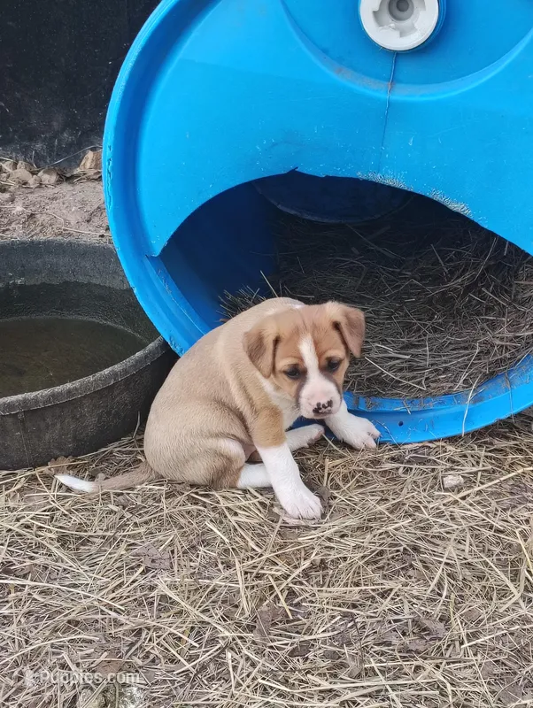 Puppy 4 – English Shepherd, Treeing Feist puppy for sale in Versailles, MO