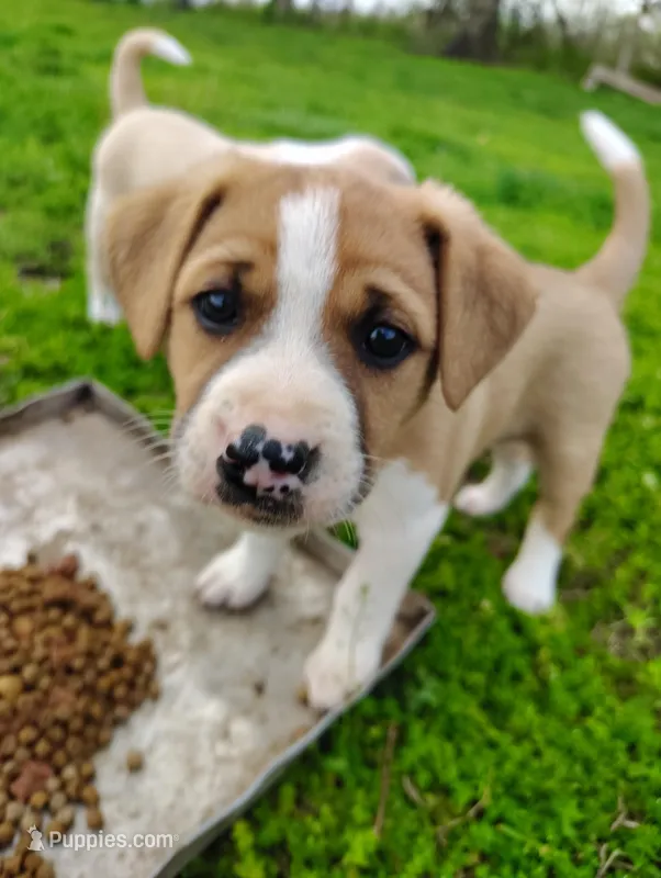 Puppy 4 – English Shepherd, Treeing Feist puppy for sale in Versailles, MO