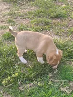 Puppy 4, a female English Shepherd and Treeing Feist for sale in Versailles, MO – Photo 2 of 4