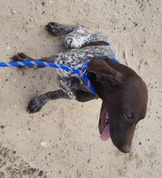 Jasper, a male German Shorthaired Pointer for sale in Bassett, NE – 7 of 7