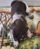 Tracker, a male German Shorthaired Pointer for sale in Bassett, NE – Photo 4 of 5