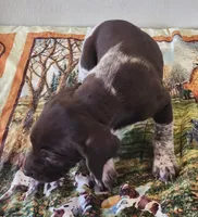 Tracker, a male German Shorthaired Pointer for sale in Bassett, NE – Photo 2 of 5