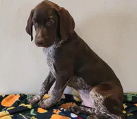 Tracker, a male German Shorthaired Pointer for sale in Bassett, NE – Photo 6 of 9
