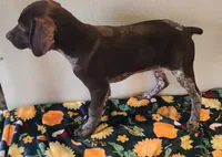 Tracker, a male German Shorthaired Pointer for sale in Bassett, NE – Photo 5 of 9