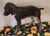 Tracker, a male German Shorthaired Pointer for sale in Bassett, NE – Photo 4 of 9