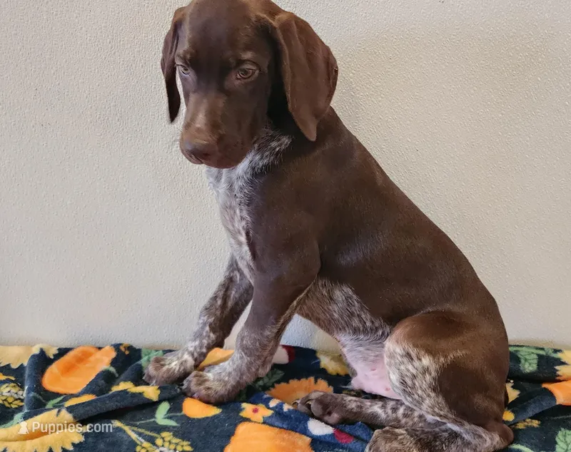 Tracker – German Shorthaired Pointer puppy for sale in Bassett, NE