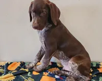 Tracker, a male German Shorthaired Pointer for sale in Bassett, NE – Photo 1 of 9