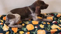 Tracker, a male German Shorthaired Pointer for sale in Bassett, NE – Photo 9 of 9