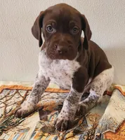 Tracker, a male German Shorthaired Pointer for sale in Bassett, NE – Photo 3 of 5