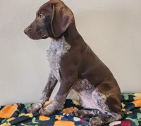 Tracker, a male German Shorthaired Pointer for sale in Bassett, NE – Photo 8 of 9