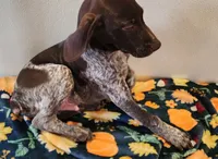 Tracker, a male German Shorthaired Pointer for sale in Bassett, NE – Photo 3 of 9