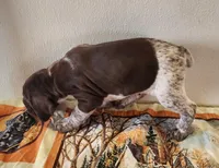 Tracker, a male German Shorthaired Pointer for sale in Bassett, NE – Photo 5 of 5