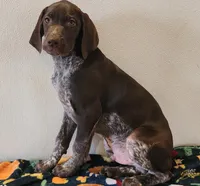 Tracker, a male German Shorthaired Pointer for sale in Bassett, NE – Photo 7 of 9