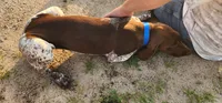 Cooper, a male German Shorthaired Pointer for sale in Bassett, NE – 3 of 4