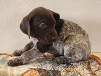 Tulip, a female German Shorthaired Pointer for sale in Bassett, NE – Photo 8 of 9