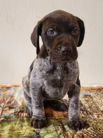 Tulip, a female German Shorthaired Pointer for sale in Bassett, NE – Photo 1 of 9