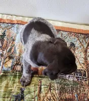 Tulip, a female German Shorthaired Pointer for sale in Bassett, NE – Photo 4 of 9