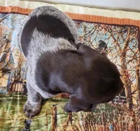 Tulip, a female German Shorthaired Pointer for sale in Bassett, NE – Photo 7 of 9