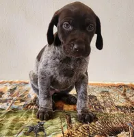 Tulip, a female German Shorthaired Pointer for sale in Bassett, NE – Photo 5 of 9