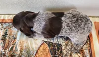 Tulip, a female German Shorthaired Pointer for sale in Bassett, NE – Photo 9 of 9
