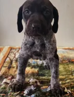 Tulip, a female German Shorthaired Pointer for sale in Bassett, NE – Photo 2 of 9