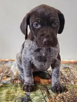 Tulip, a female German Shorthaired Pointer for sale in Bassett, NE – Photo 3 of 9