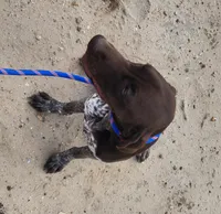 Jasper, a male German Shorthaired Pointer for sale in Bassett, NE – 6 of 7