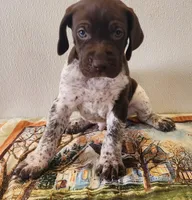 Timber, a male German Shorthaired Pointer for sale in Bassett, NE – Photo 1 of 7