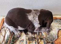 Timber, a male German Shorthaired Pointer for sale in Bassett, NE – Photo 4 of 7