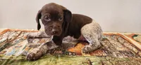 Timber, a male German Shorthaired Pointer for sale in Bassett, NE – Photo 6 of 7