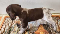 Timber, a male German Shorthaired Pointer for sale in Bassett, NE – Photo 5 of 7