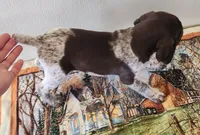 Timber, a male German Shorthaired Pointer for sale in Bassett, NE – Photo 3 of 7