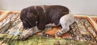 Timber, a male German Shorthaired Pointer for sale in Bassett, NE – Photo 7 of 7