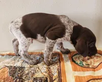 Timber, a male German Shorthaired Pointer for sale in Bassett, NE – Photo 2 of 7