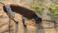 Cooper, a male German Shorthaired Pointer for sale in Bassett, NE – 2 of 4
