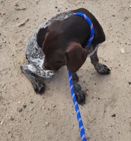Jasper, a male German Shorthaired Pointer for sale in Bassett, NE – 4 of 7