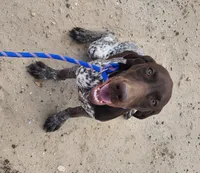 Jasper, a male German Shorthaired Pointer for sale in Bassett, NE – 2 of 7