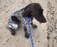Jasper, a male German Shorthaired Pointer for sale in Bassett, NE – 5 of 7
